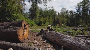  Manvel, TX Tree Services Pros
