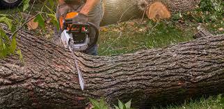 Best Tree Cabling and Bracing  in Manvel, TX