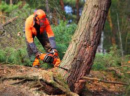 Lawn Pest Prevention in Manvel, TX
