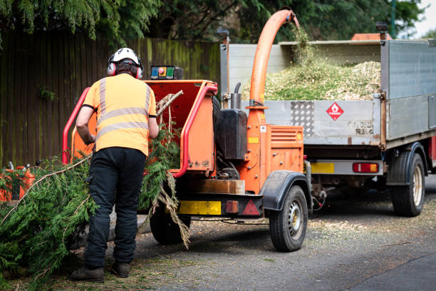 Best Lawn Disease Treatment  in Manvel, TX