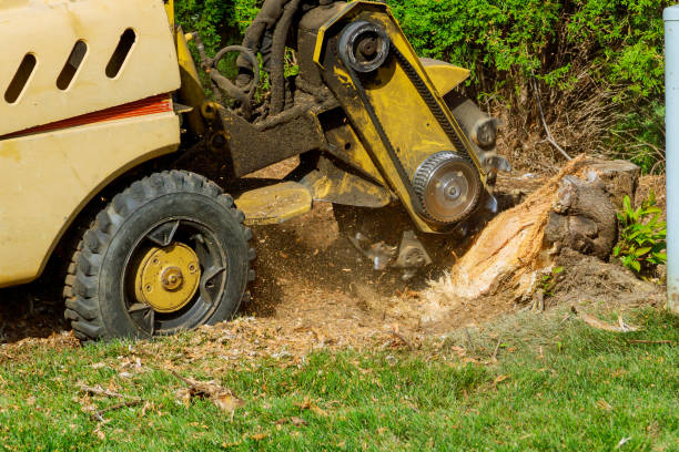 Best Tree Disease Treatment  in Manvel, TX