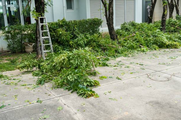 Best Firewood Processing and Delivery  in Manvel, TX