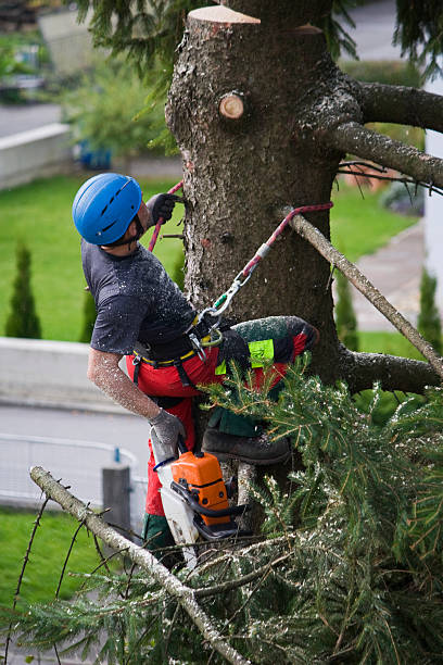 Best Organic Lawn Care Solutions  in Manvel, TX
