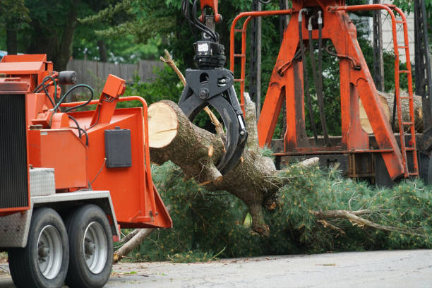 Best Commercial Tree Services  in Manvel, TX