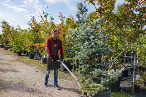 Manvel, TX Tree Services Company