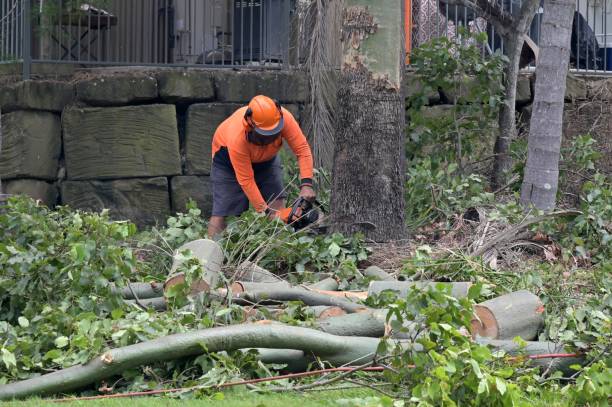 Best Commercial Tree Services  in Manvel, TX