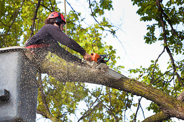 Best Lawn Maintenance Plans  in Manvel, TX